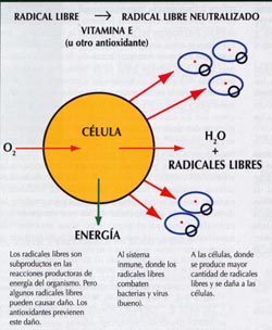 radicales libres.jpg